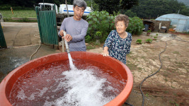 [현장] 수마에 깨진 수박들 덩그러니…단양 농가 한숨