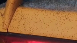 러 시베리아 진딧물 떼 사람 몸에 덕지덕지…기후변화 영향