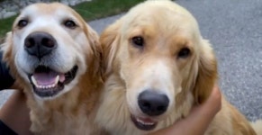 [스브스타] 다니엘 헤니, 한국 개 농장서 구조된 골든 리트리버 입양…벌써 두 번째