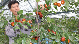 한 알 무게 40ｇ…달걀만 한 왕대추 주렁주렁