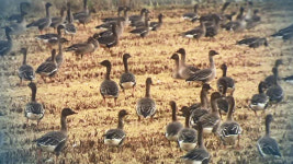 전북 고창 육용오리 농장에서 고병원성 AI 의심 신고