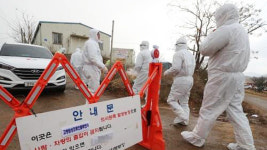 고병원성 AI 의심 정읍 오리농장 반경 3km 가금류 39만 마리 살처분