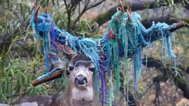 [Pick] 사슴 뿔에 알록달록 털실이?…웃어넘기기엔 심각한 상황