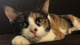 [Pick] 가스 밸브에 코 박고 킁킁…고양이 호기심이 가족 살렸다