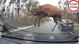 [영상] 하늘로 치솟는 진격의 사슴 떼…아찔한 질주