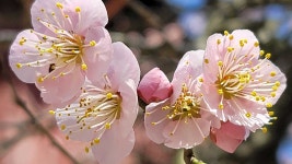 우리나라 4대 매화…장성 백양사 고불매 개화