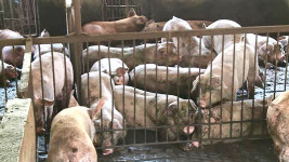 충남 청양 돼지 농장서 화재…돼지 250마리 폐사