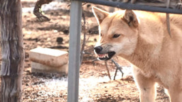 닭 다 죽여놓고, 아유…들개떼 습격에 농가 골머리