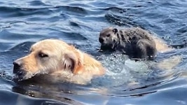 [Pick] 강 한복판 나타난 무임 승차객…수상택시 된 강아지