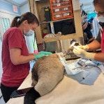 [Pick] 제 남편 괜찮나요?…美 동물병원 찾아온 암컷 기러기