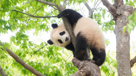 아기판다 푸바오가 돌잔치서 집은 것은 행복 의미하는 빵