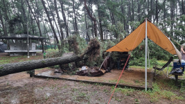 태안 캠핑장서 아이들 있는 텐트 덮친 소나무…2명 타박상