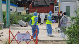 홍천 돼지농장서 아프리카돼지열병 발생…이달 들어 3번째
