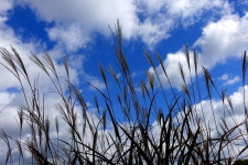 [라이프] 길, 책을 만나다 ⑧ 굽이치는 바람이여! 억새여! - 영남알프스 하늘 억새길