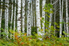[라이프] 길, 책을 만나다 ⑨ 삶은 익숙한 것과 결별하는 순간 진보한다. - 영양 죽파리 자작나무 숲길