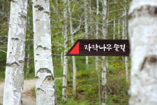 [라이프] 길, 책을 만나다 ⑨ 삶은 익숙한 것과 결별하는 순간 진보한다. - 영양 죽파리 자작나무 숲길