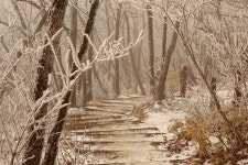 [라이프] 길, 책을 만나다 ⑩ 불행할 자유를 원합니다 - 치악산 황골지구 탐방길