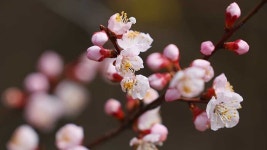 [포토] 전국 곳곳에 피어난 꽃…새들도 만끽하는 봄의 정취