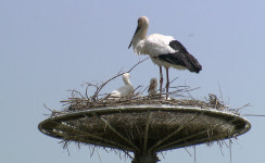 [취재파일] 야생방사 1호 황새 폐사…새끼 4마리 둥지에 남겨