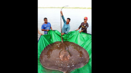 생각지 못한 대어…캄보디아 메콩강서 4m 가오리 잡혀