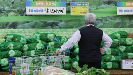 한달 새 37% 떨어진 배추 가격…품질 양호, 가격 안정세