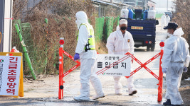 화성 육용종계 농장서 고병원성 AI 확진 사례 나와