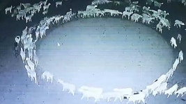 [영상] 2주째 밤낮없이 빙빙…CCTV에 찍힌 양떼 미스터리