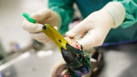 가금농장 이어 가정 내 관상조류에서도 고병원성 AI 발생