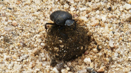 영차영차…소똥구리가 경단을 굴리는 까닭은