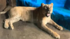 [Pick] 갈비 사자 바람이 구조했더니…4살 딸 갇혔다 부글