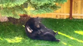 주택가 돌며 무단 침입 대형 흑곰…수배 1년 반 만에 잡혔다