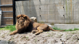 갈비사자 살던 곳이…70차례 문제없음이었다고?