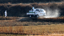장흥 오리농장서 AI 항원 확인…고병원성 여부 조사 중