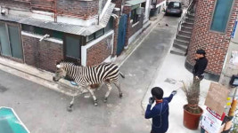 "'얼룩말 세로 탈출' 어린이대공원, 울타리 · 차단 시설 미흡"