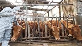 농식품부, 4월 구제역 백신 접종…전국 소 · 염소 농장 대상