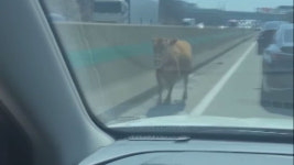 농장 탈출한 소…경부고속도로 거꾸로 달려