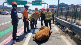 농장 탈출한 소…경부고속도로 거꾸로 달려