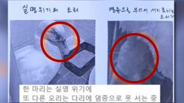 삼성천 명물이었는데…오리 가족, 돌에 맞아 실명 위기