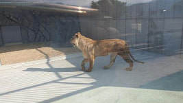 바람이 딸 사자, 오는 20일 강릉서 청주동물원으로 이송