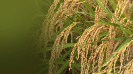 정부 임대 간척지서 밥쌀 재배 안 한다…태양광 발전·휴양단지