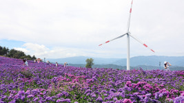 고개 내민 가을 전령…보랏빛 국화 만개한 감악산