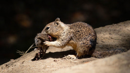 다람쥐가 잡식성?…다람쥐 광범위한 사냥·육식 행동 확인