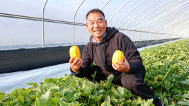 올해 첫 성주 참외 출하…성주군, 참외 조수입 7천억 원 목표