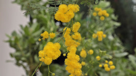 세종수목원 사계절전시온실에 아카시아꽃 활짝