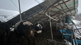 설 눈폭탄에 항공기·여객선 결항 계속…축사 붕괴 잇따라