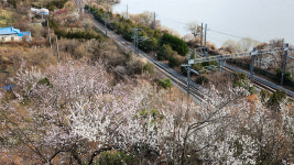 이제 진짜 개화…양산 원동·김해 상동 매화 이번 주말 절정