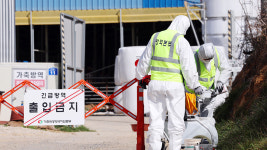 전남 무안 한우농장서도 구제역…국내 발생 다섯 건으로 늘어
