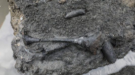 2천 년 전 귀하게 쓰인 명품 칠기…김해 봉황동 유적서 첫 확인