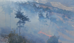 [속보] 400년 된 천연기념물 소나무 영덕 만지송 전소 추정