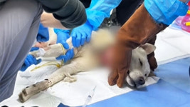 불길 속 새끼 지키려 필사의 몸부림…화마 속 버틴 백구